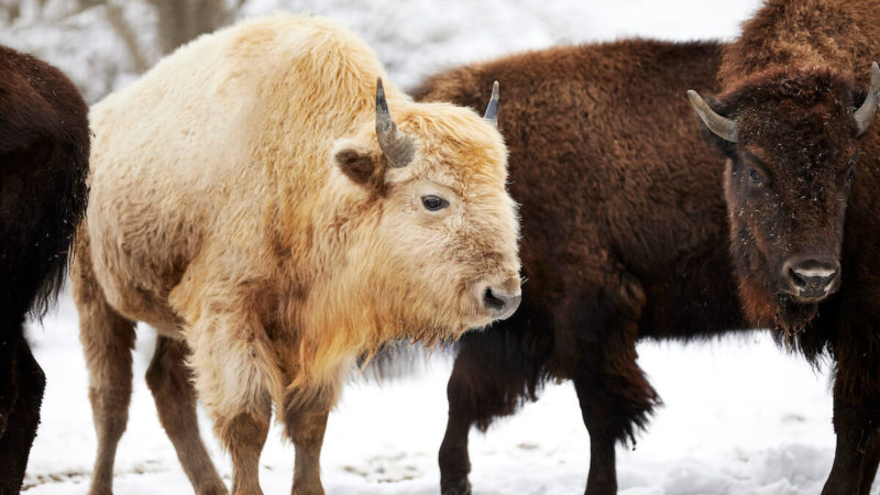 El bisonte blanco raro hace su hogar en el parque natural de Dogwood Canyon - 35