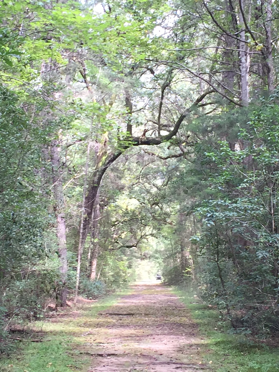 8 mejores caminatas para experimentar en Carolina del Sur - 19