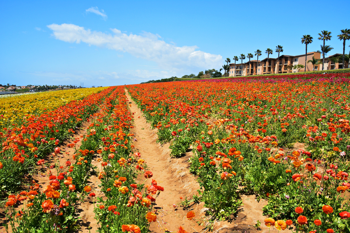 Los mejores lugares para ver flores de primavera en el sur de California - 137