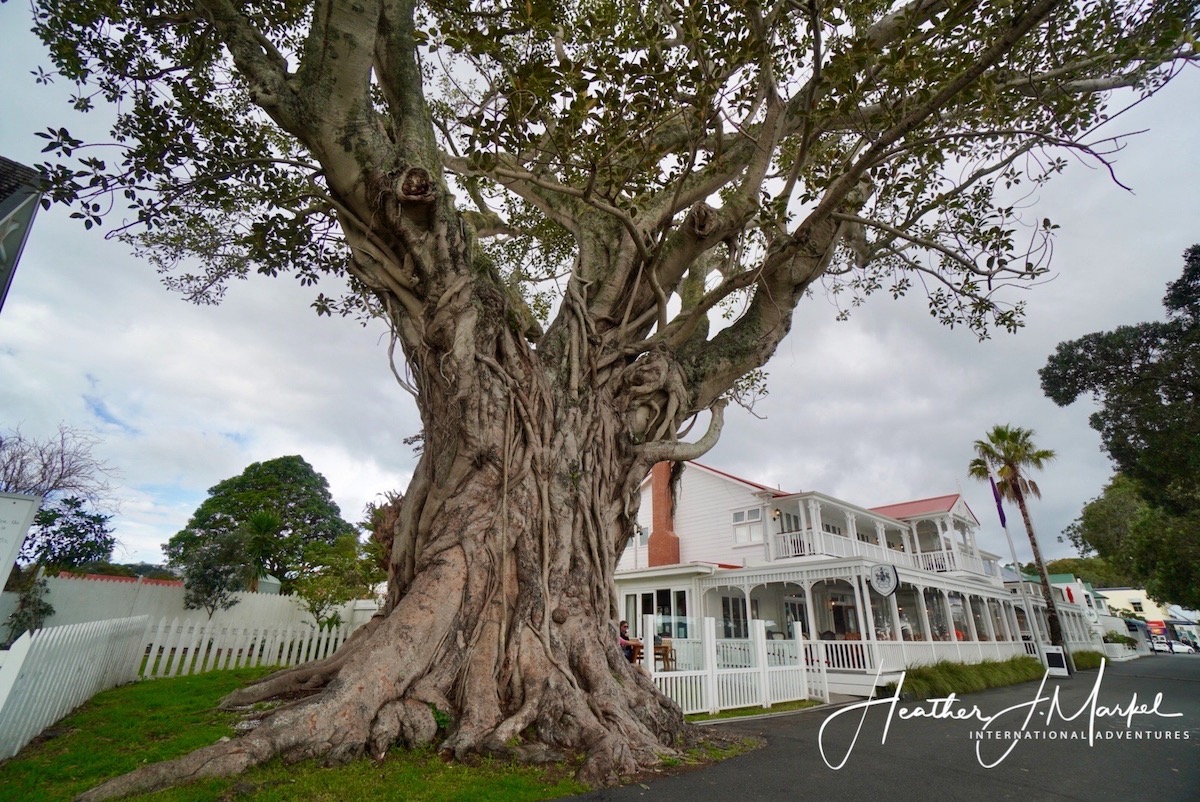 7 razones para visitar esta idílica ciudad en la isla norte de Nueva Zelanda - 7