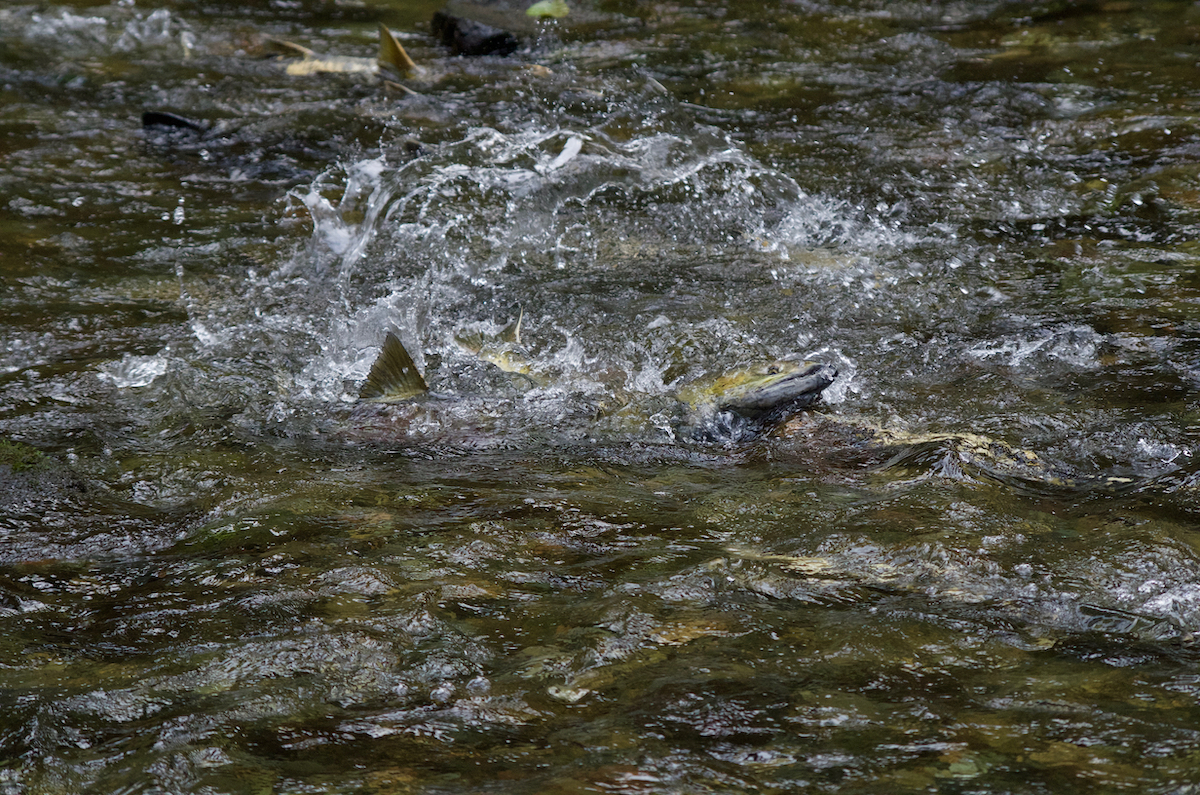 Consejos para experimentar la carrera de salmón en la isla de Vancouver - 11