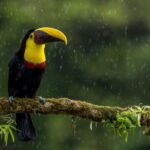 Itinerario de Costa Rica de una semana: ver y explorarlo todo