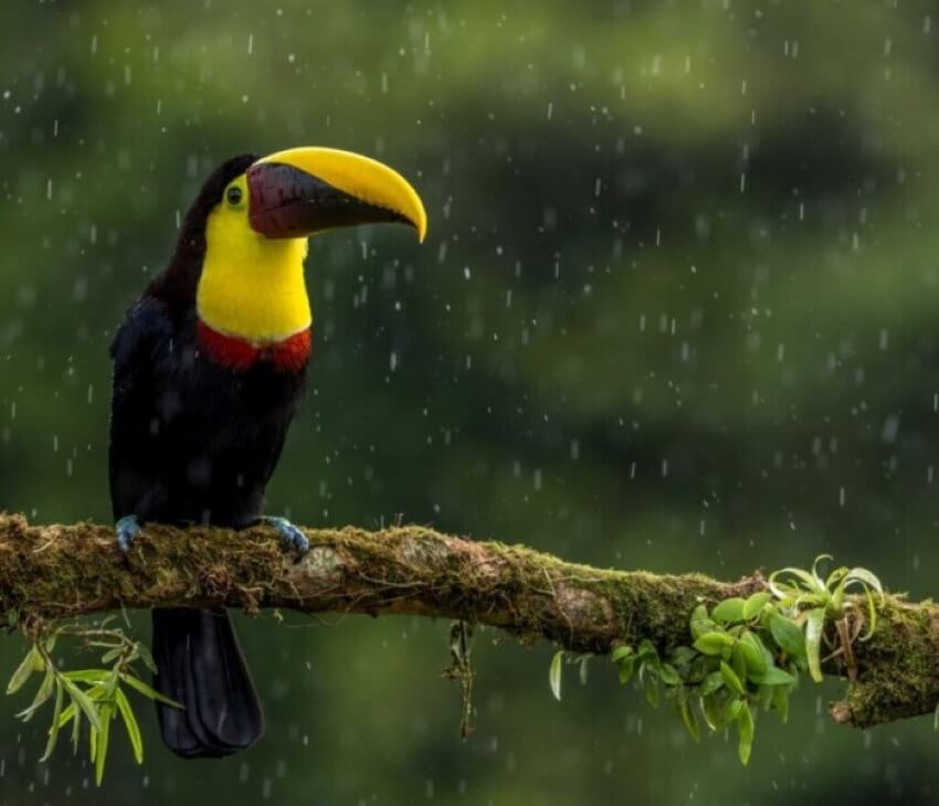 Itinerario de Costa Rica de una semana: ver y explorarlo todo - 67