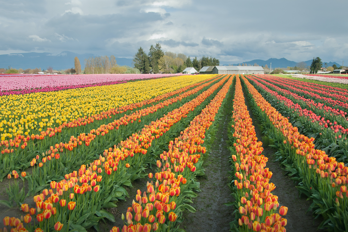 Cómo visitar los campos de tulipanes de Skagit Valley de Washington - 11