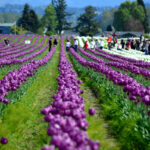 Cómo visitar los campos de tulipanes de Skagit Valley de Washington