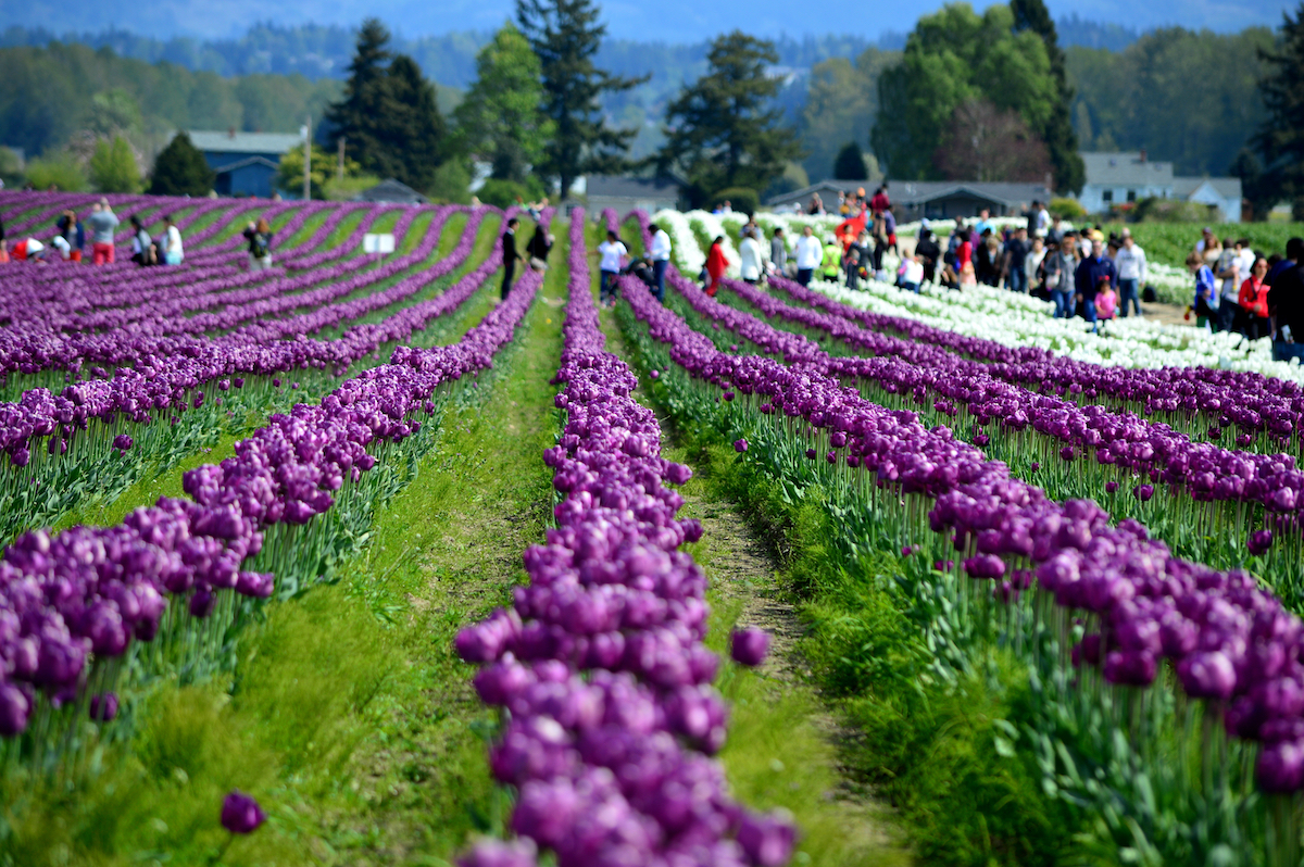 Cómo visitar los campos de tulipanes de Skagit Valley de Washington - 415