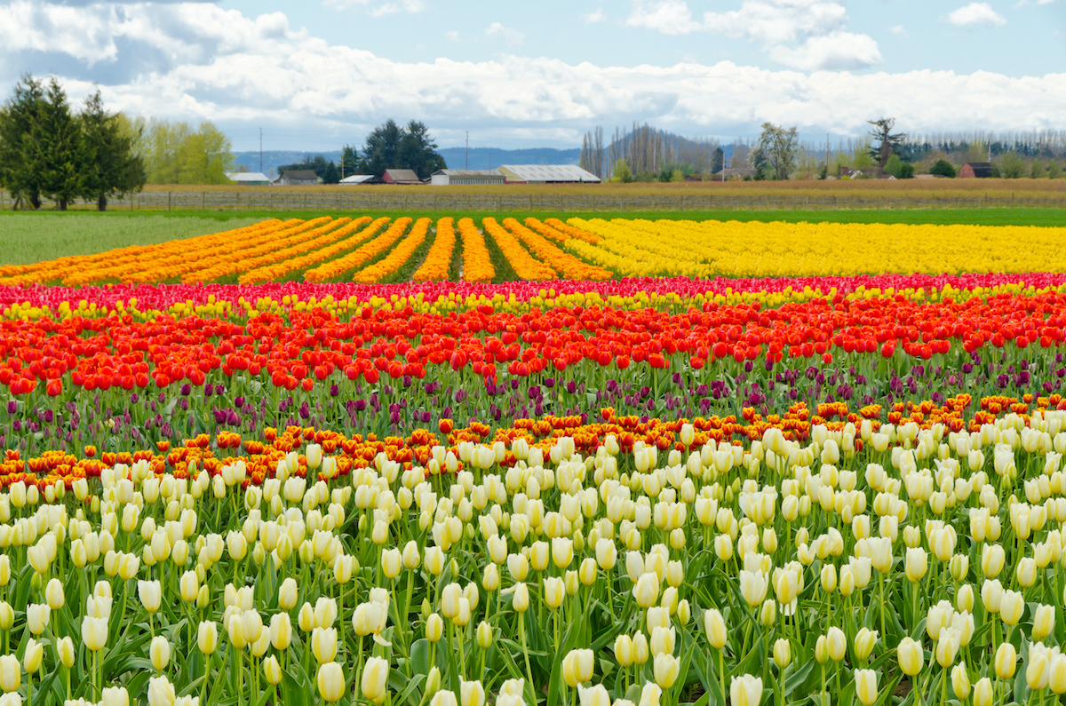Cómo visitar los campos de tulipanes de Skagit Valley de Washington - 7