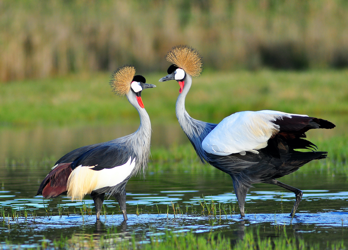 12 aves impresionantes para detectar mientras están en safari - 19