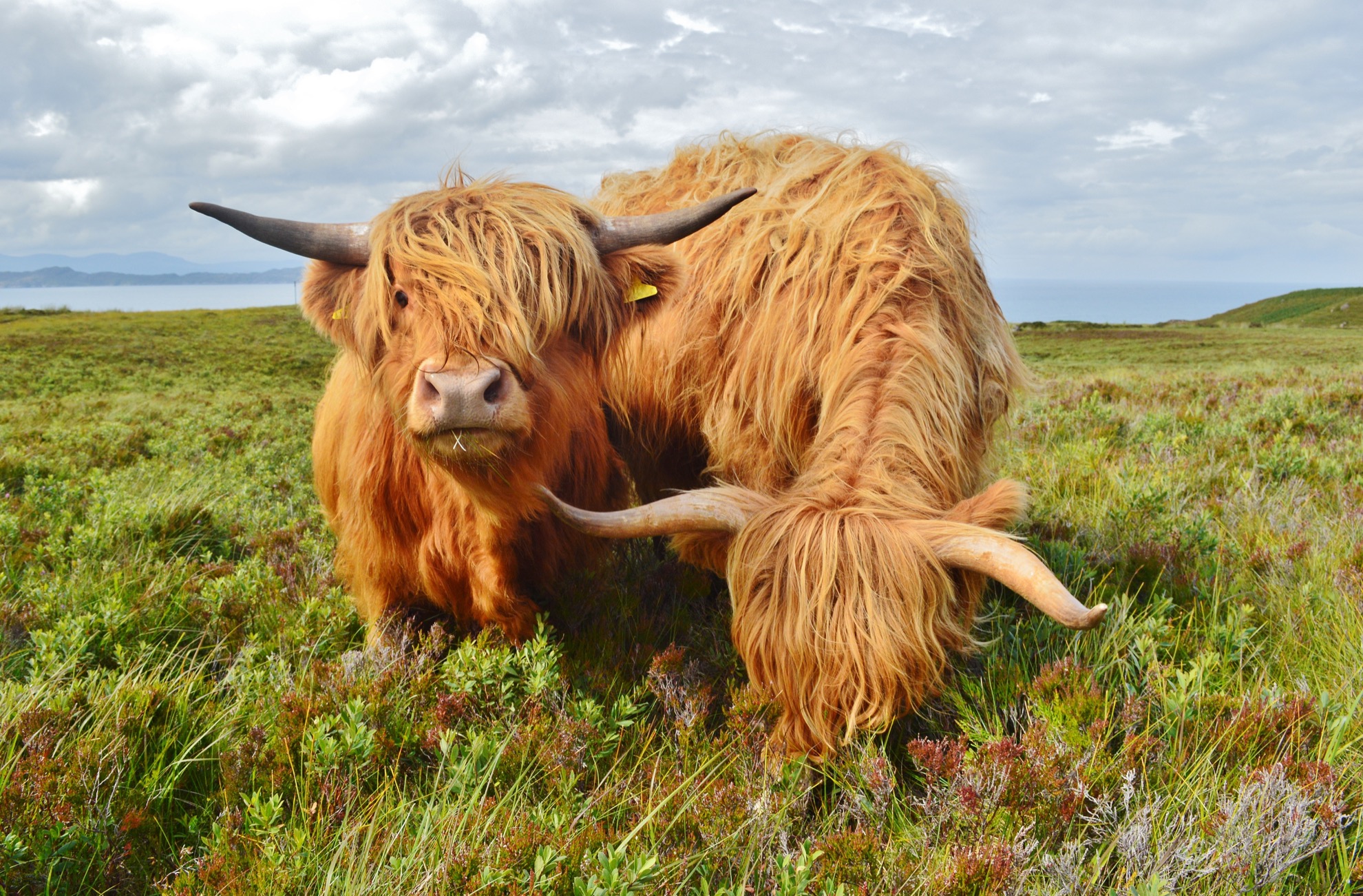 Conoce al ganado Highland, las majestuosas vacas y toros de Escocia - 21