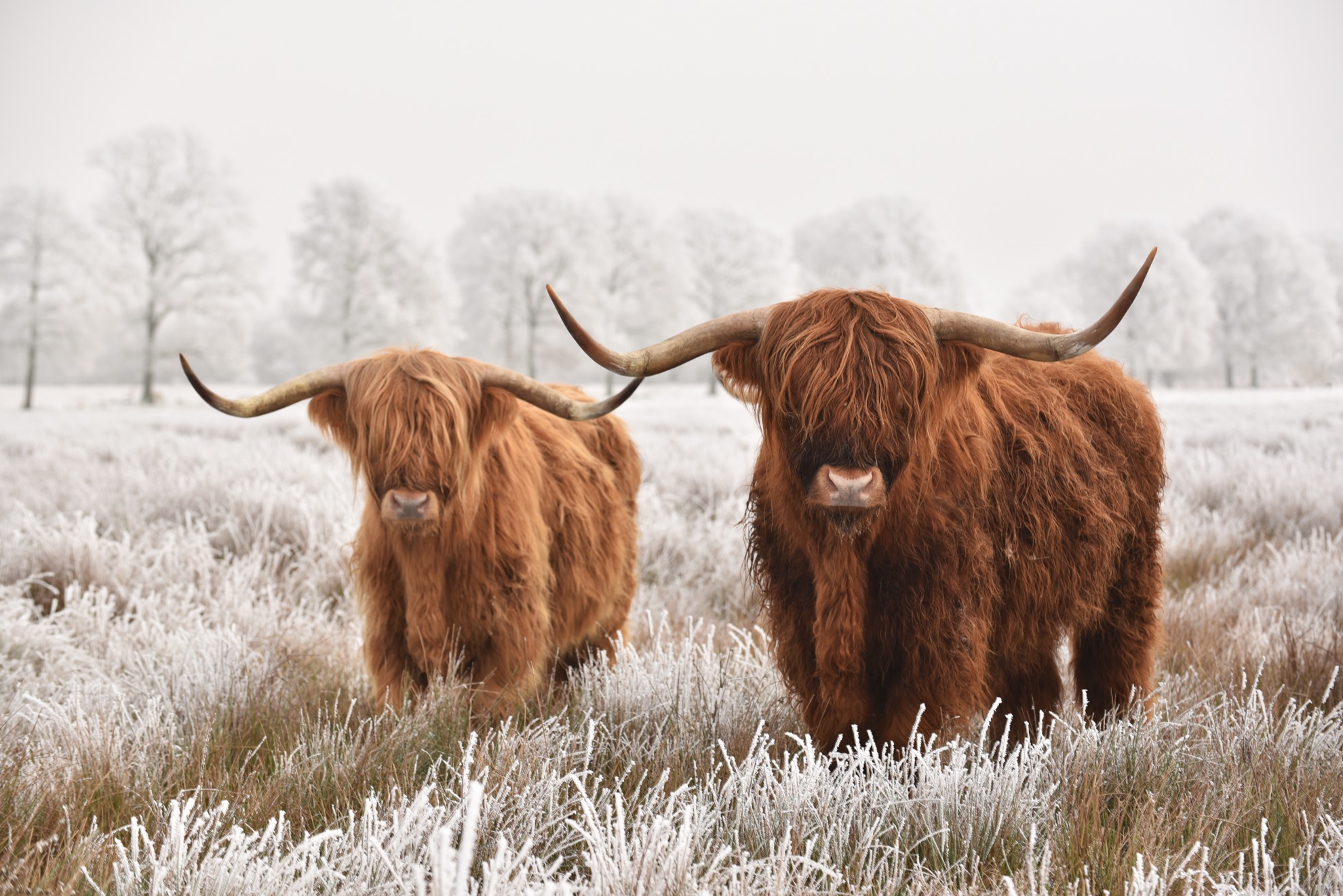 Conoce al ganado Highland, las majestuosas vacas y toros de Escocia - 13