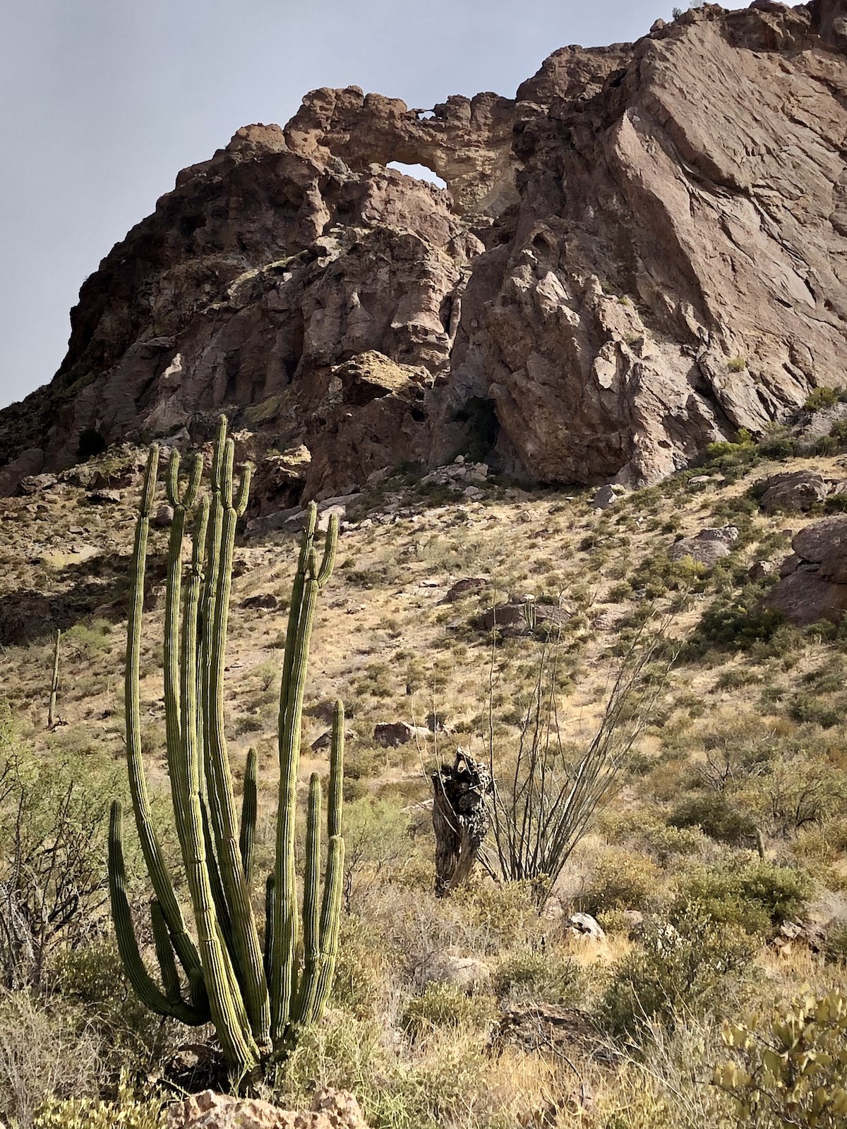 8 Experiencias fantásticas en Organ Pipe Cactus National Monument - 9