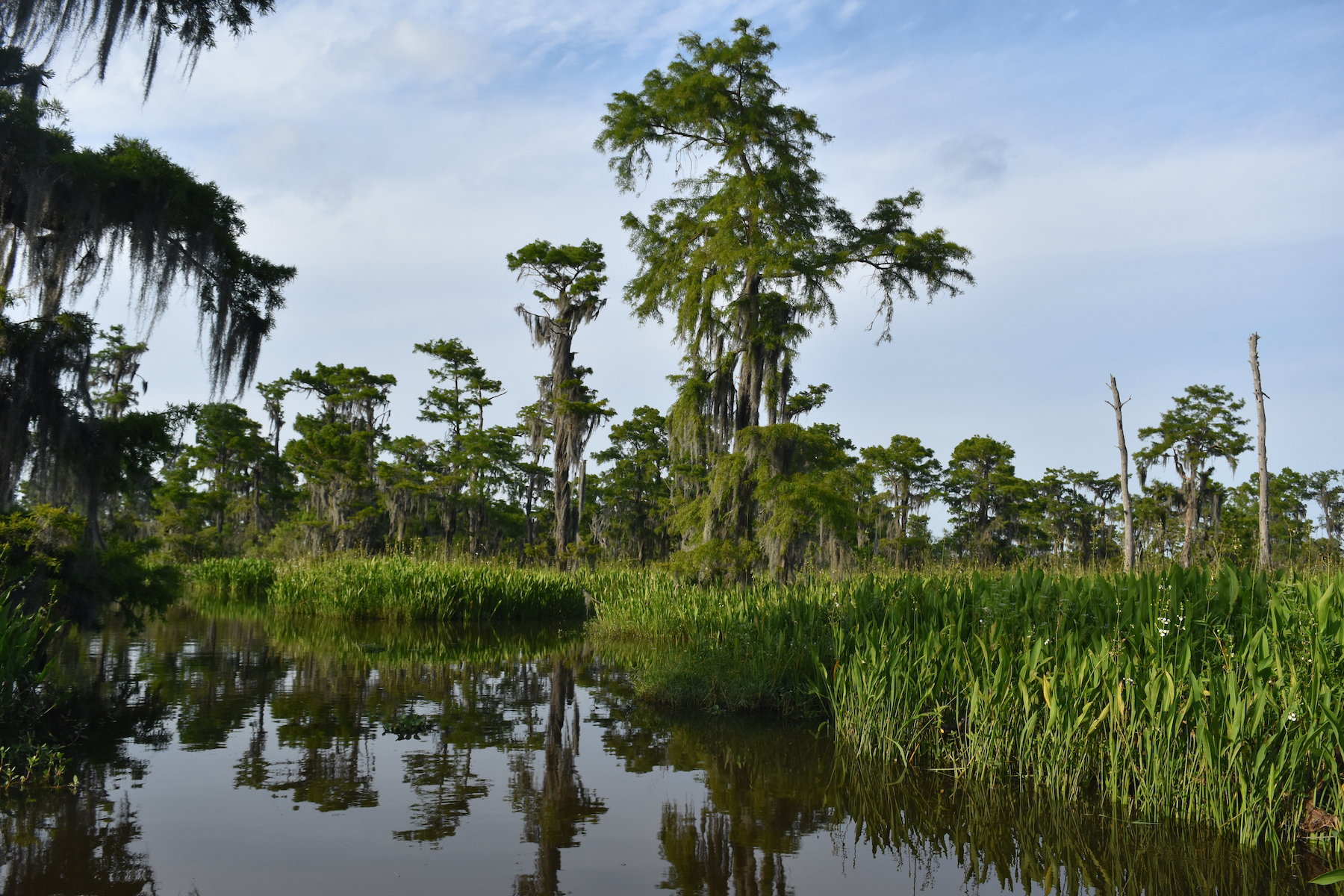 10 mejores caminatas en la hermosa Louisiana - 17