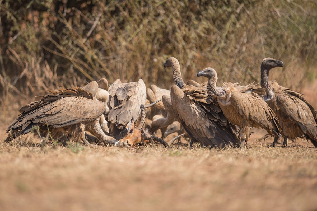 12 aves impresionantes para detectar mientras están en safari - 11