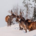 9 lugares para ver renos en la naturaleza