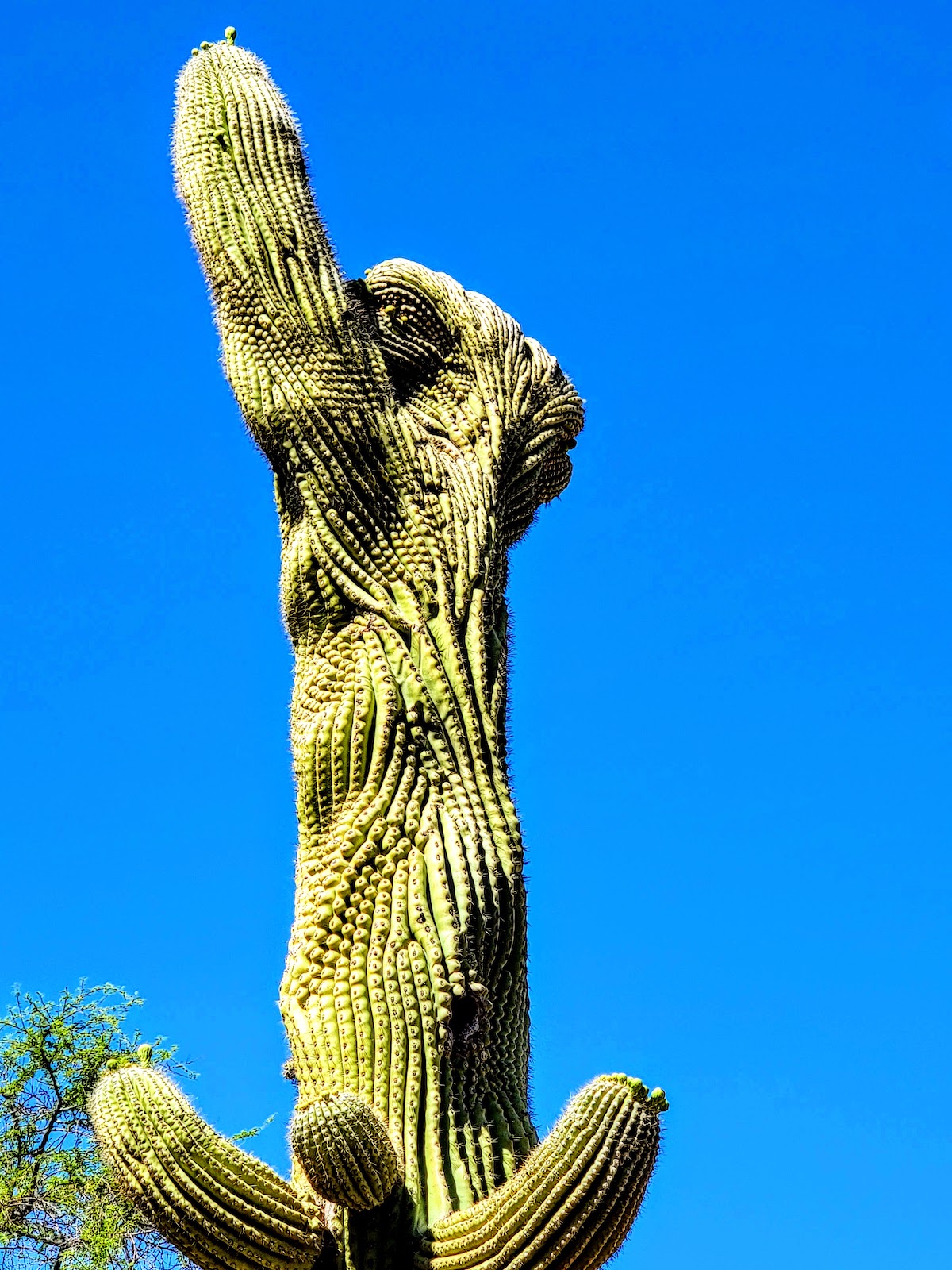 7 Lugares para encontrar el raro e inusual Crested Saguaro en Arizona - 7