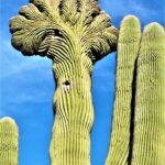 7 Lugares para encontrar el raro e inusual Crested Saguaro en Arizona