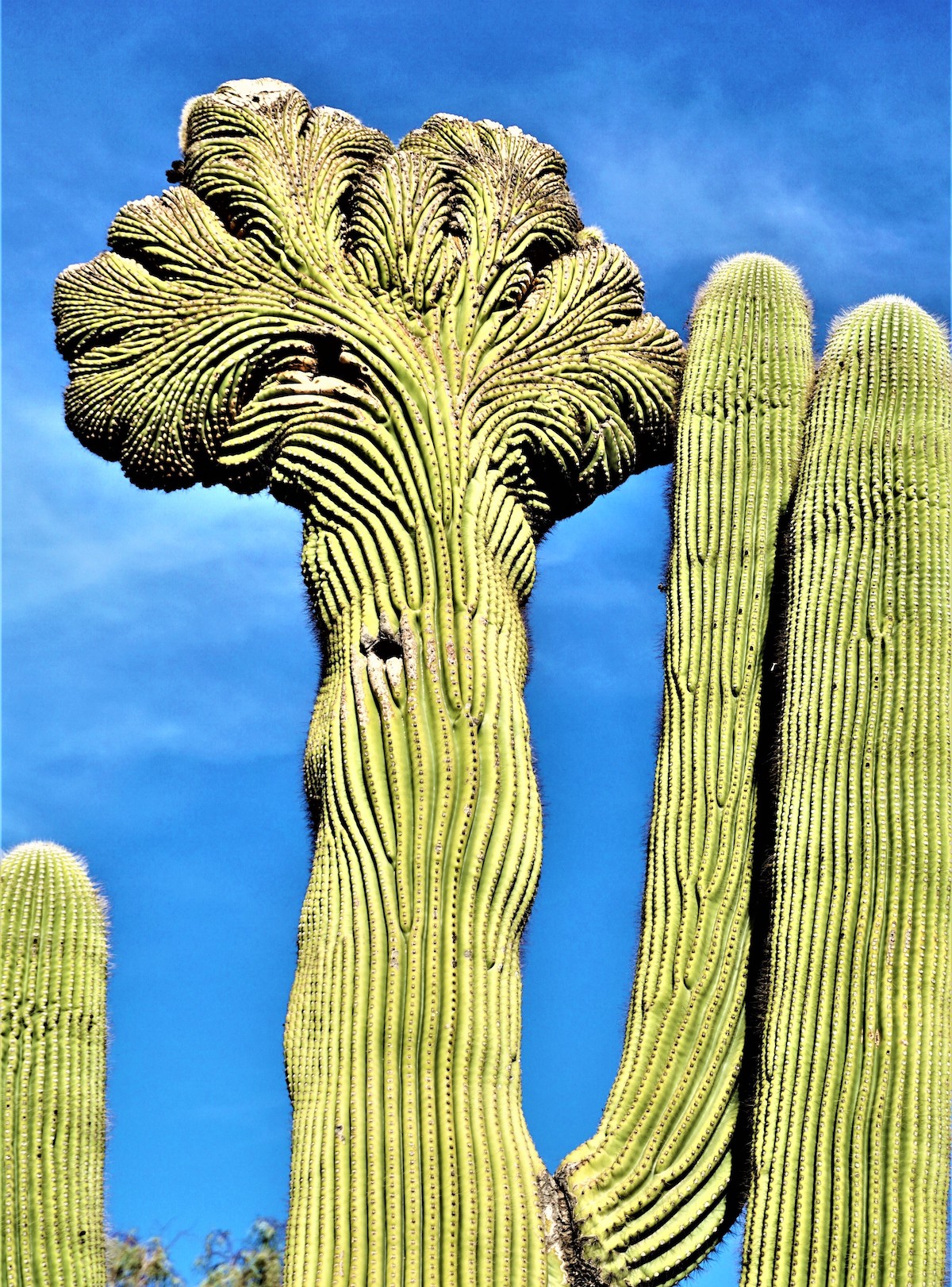 7 Lugares para encontrar el raro e inusual Crested Saguaro en Arizona - 217