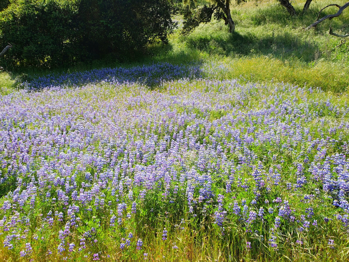 6 mejores lugares para ver las flores silvestres de California en primavera - 11