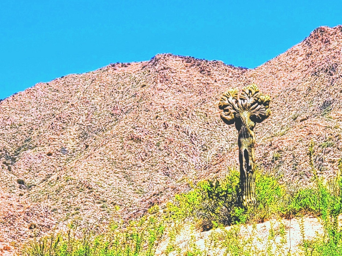 7 Lugares para encontrar el raro e inusual Crested Saguaro en Arizona - 9