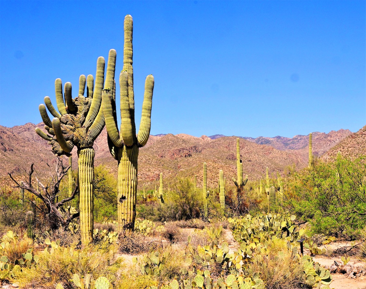 7 Lugares para encontrar el raro e inusual Crested Saguaro en Arizona - 11