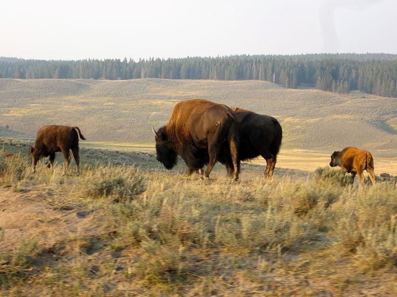 22 mejores cosas que hacer en el Parque Nacional de Yellowstone
