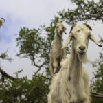 La increíble historia de las cabras que recortan árboles en Marruecos
