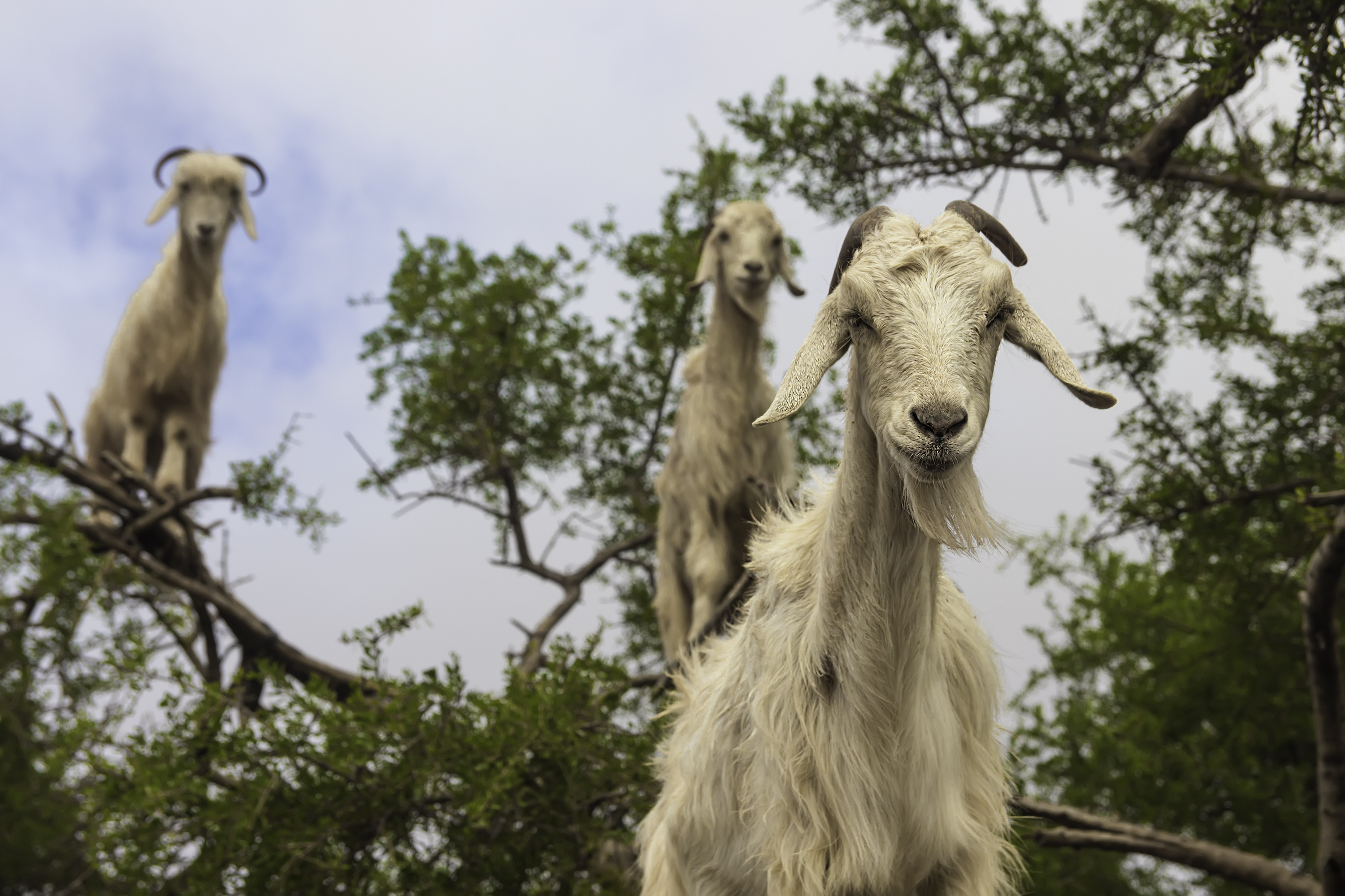 La increíble historia de las cabras que recortan árboles en Marruecos - 9