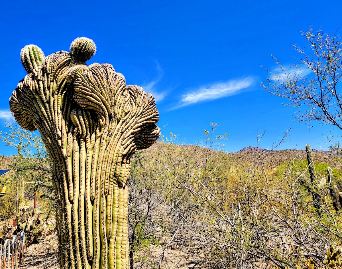 7 Lugares para encontrar el raro e inusual Crested Saguaro en Arizona - 13
