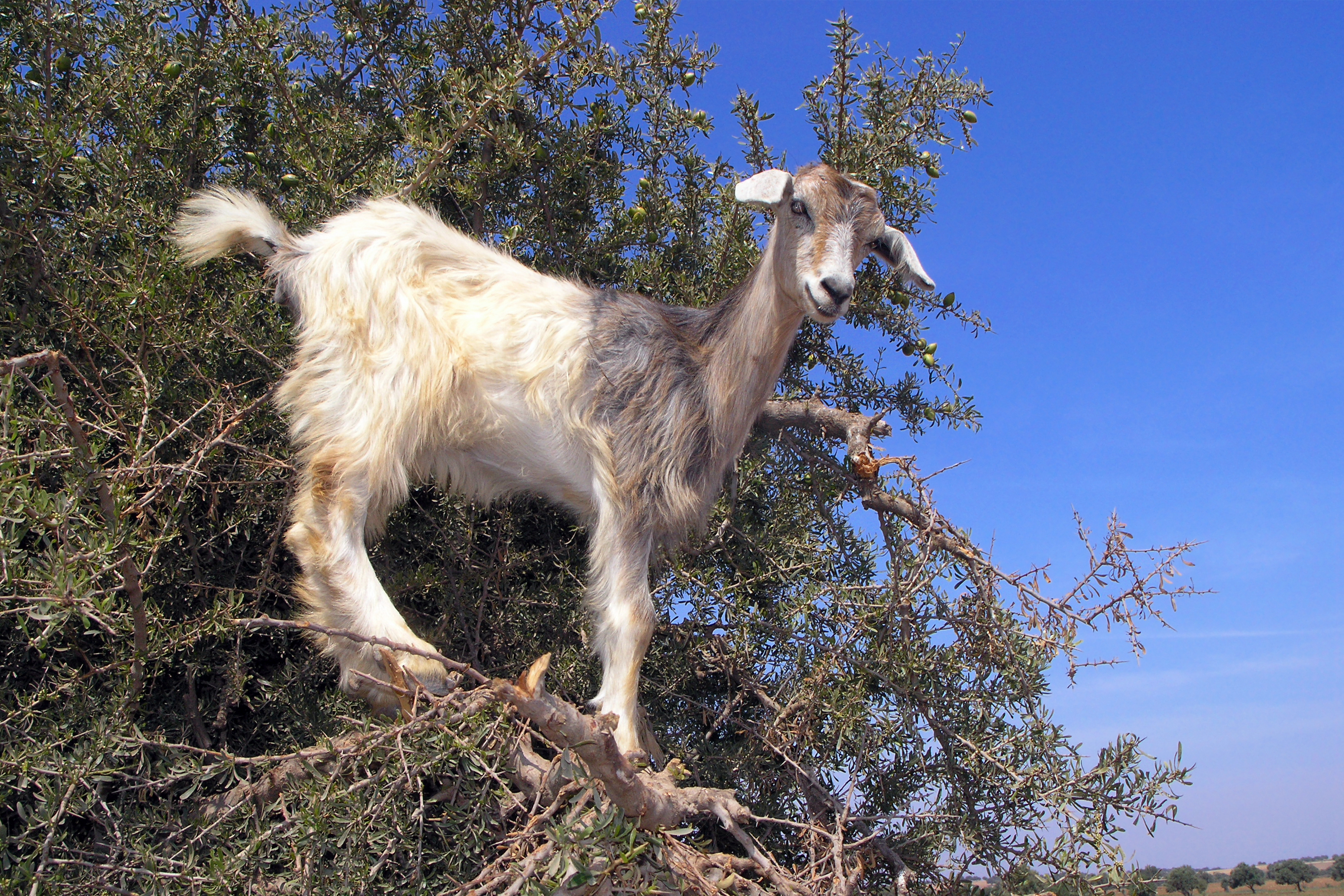 La increíble historia de las cabras que recortan árboles en Marruecos - 7
