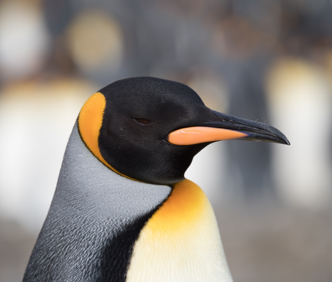 7 mejores cosas sobre visitar la Antártida - 7