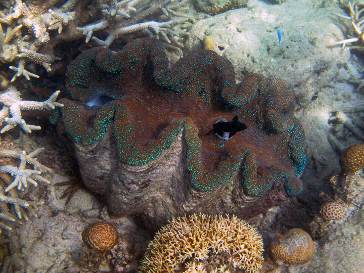 Cómo experimentar la gran barrera de arrecife en Australia - 21