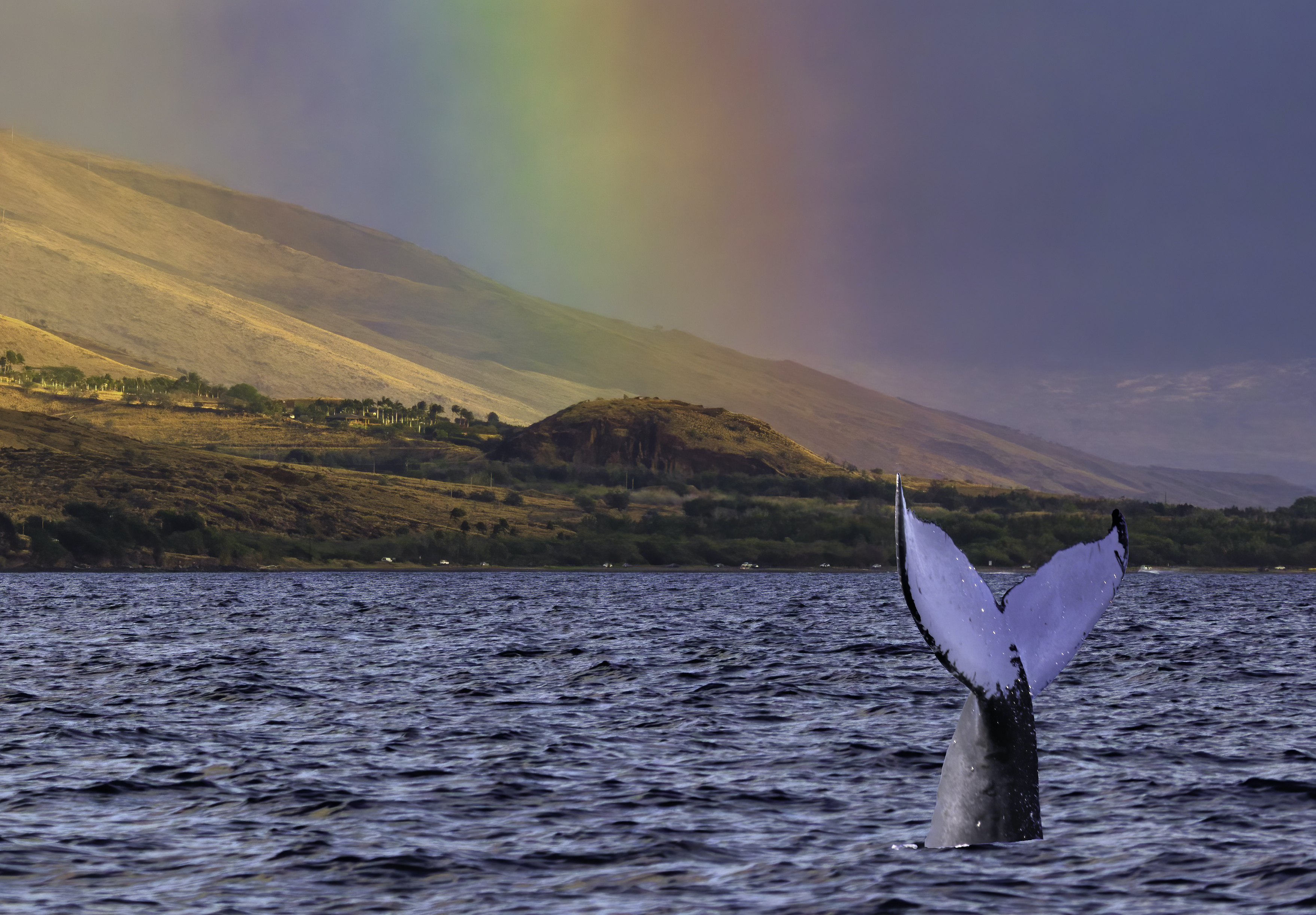 Los 10 mejores destinos de observación de ballenas en los EE. UU. - 7