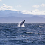 Los 10 mejores destinos de observación de ballenas en los EE. UU.