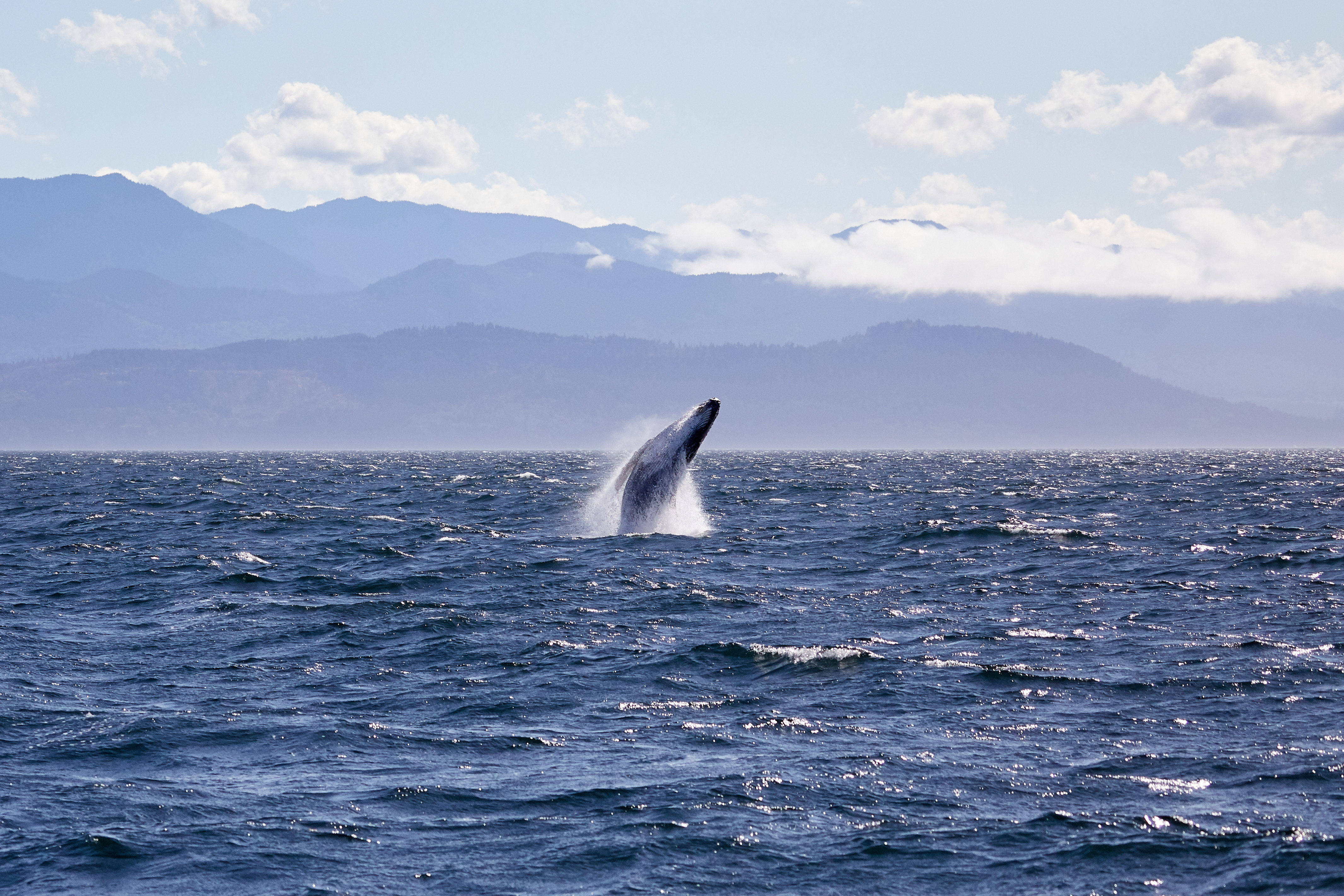 Los 10 mejores destinos de observación de ballenas en los EE. UU. - 3