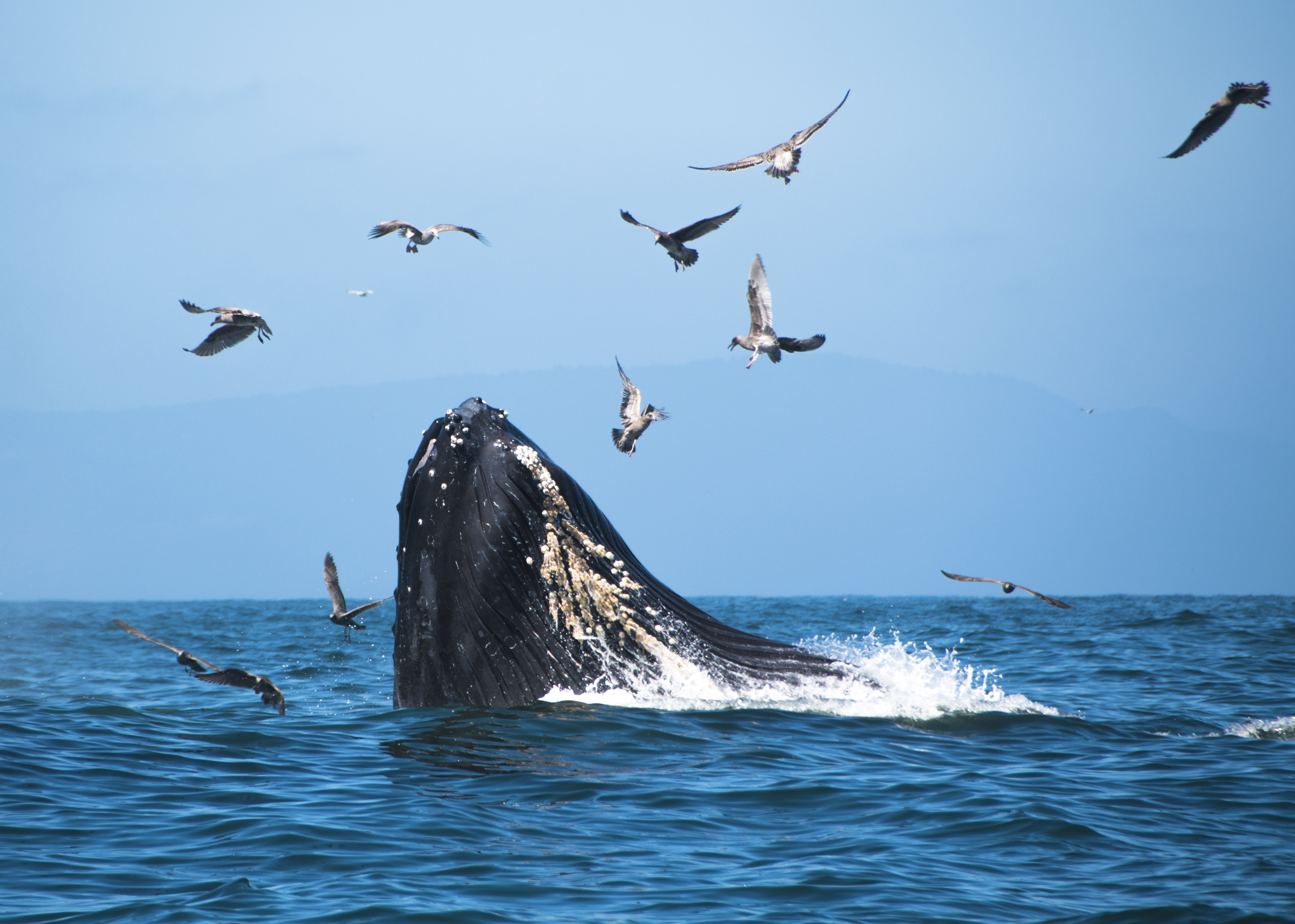 Los 10 mejores destinos de observación de ballenas en los EE. UU. - 11