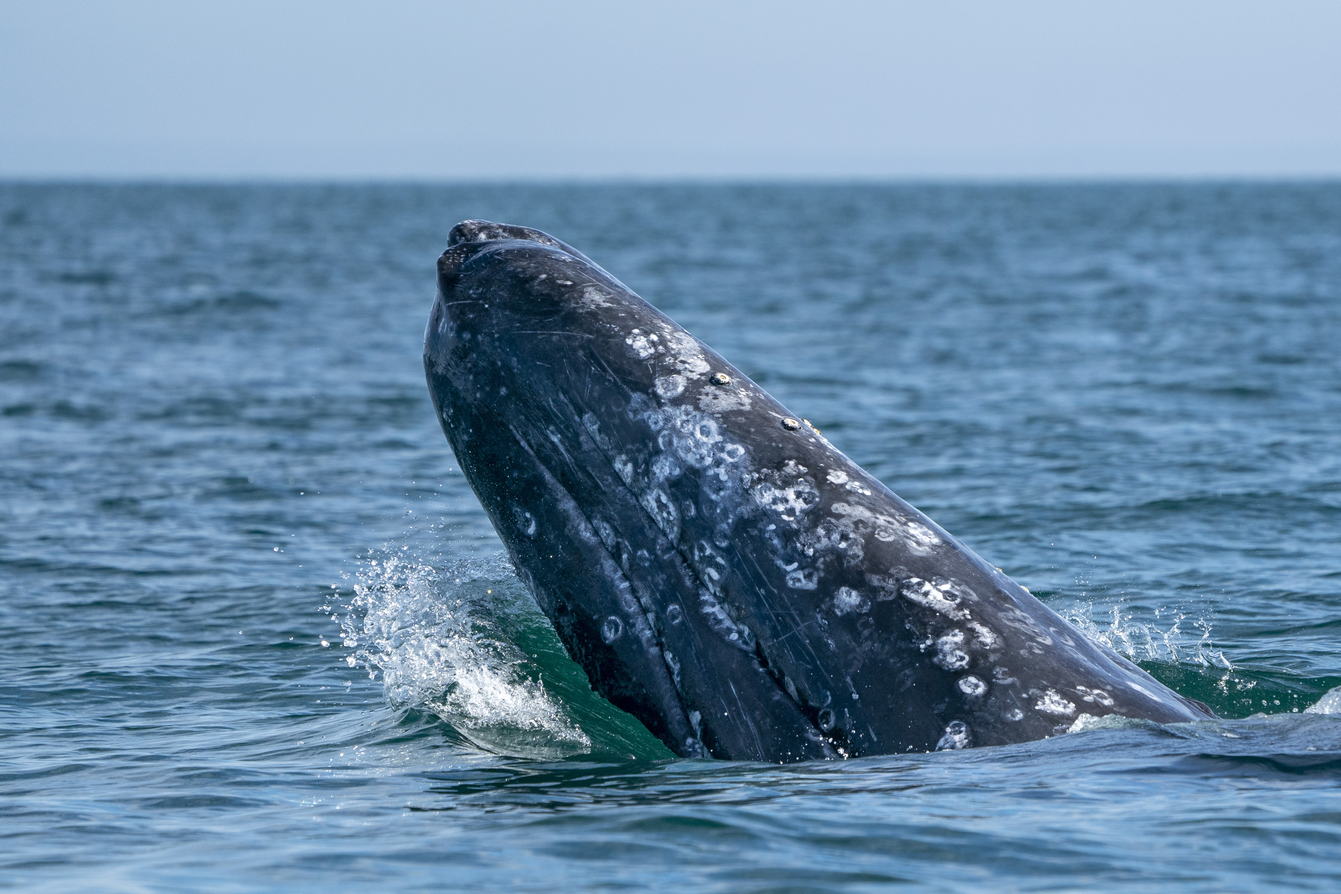 Los 10 mejores destinos de observación de ballenas en los EE. UU. - 23