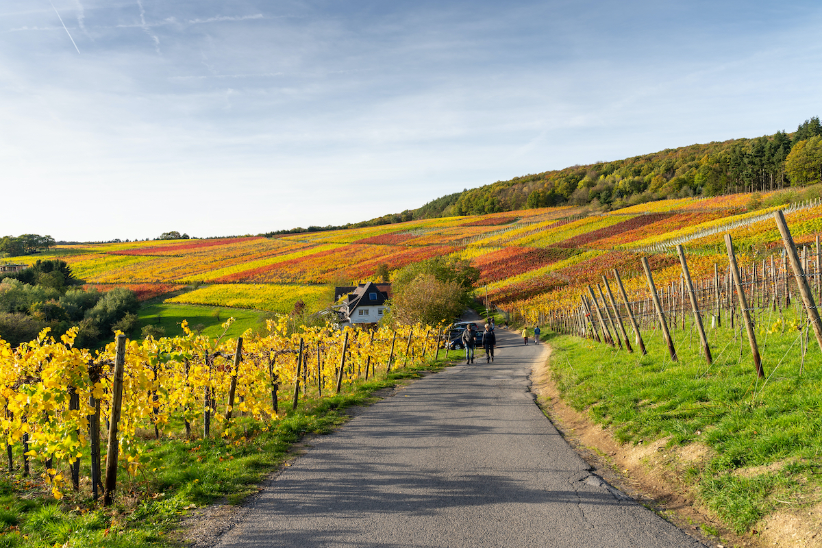 7 Mejores destinos de degustación de vinos de otoño en Alemania - 11
