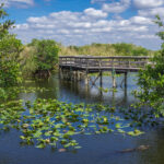 7 INCREÍBLES parques nacionales y conservas para visitar en el sur de Florida