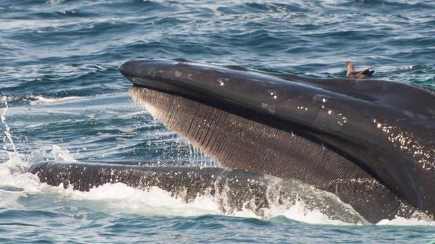 Los 10 mejores destinos de observación de ballenas en los EE. UU. - 21