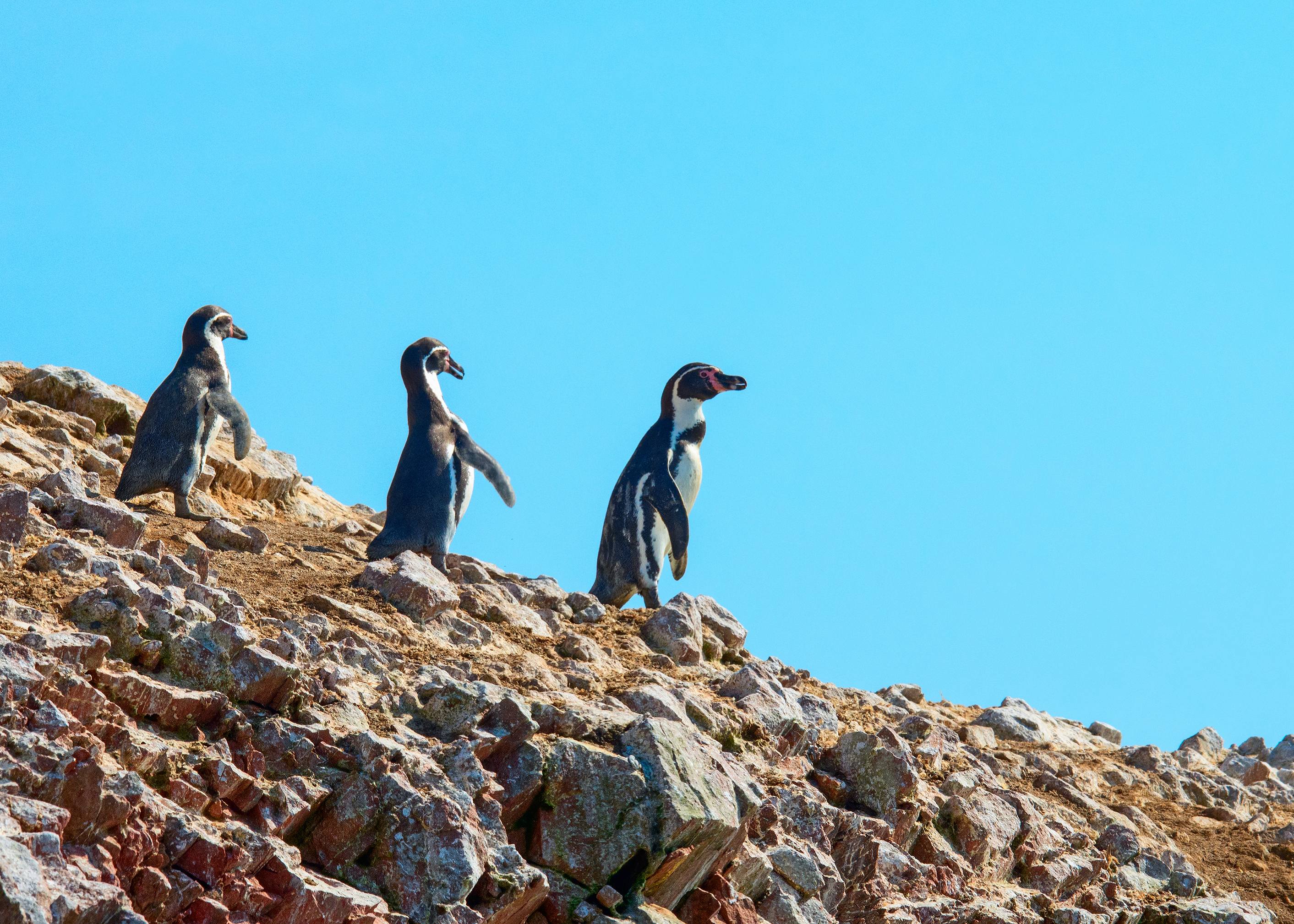 7 lugares para ver pingüinos en la naturaleza - 11