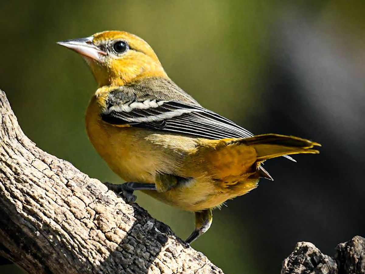 Mis 12 sitios de observación de aves favoritos en Texas - 15