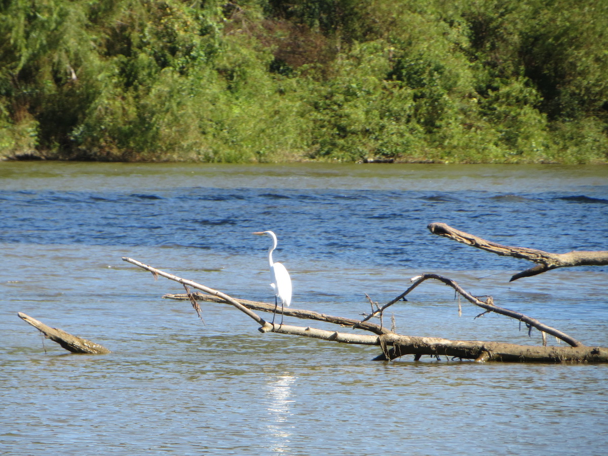 9 aventuras fantásticas en el delta del río Mobile-Tensaw - 11