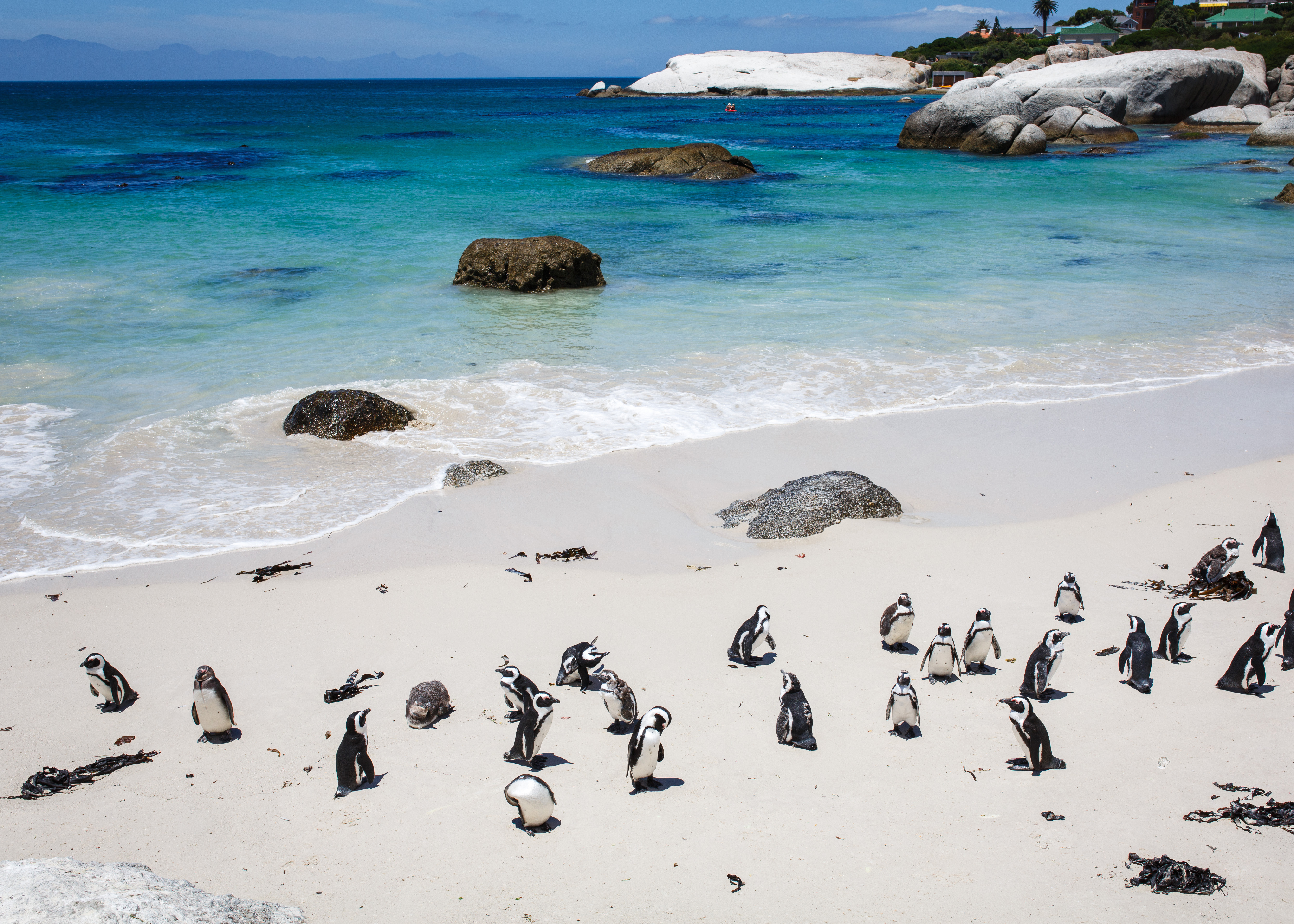 7 lugares para ver pingüinos en la naturaleza - 15