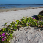 10 mejores playas en (y cerca) de Fort Myers, Florida