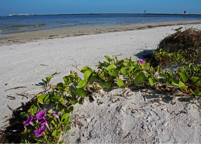 10 mejores playas en (y cerca) de Fort Myers, Florida - 3