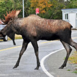 4 cosas que debe saber para ver al Moose en Alaska