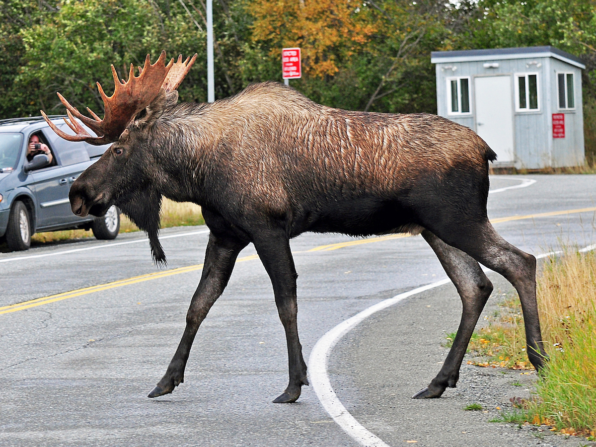 4 cosas que debe saber para ver al Moose en Alaska - 3