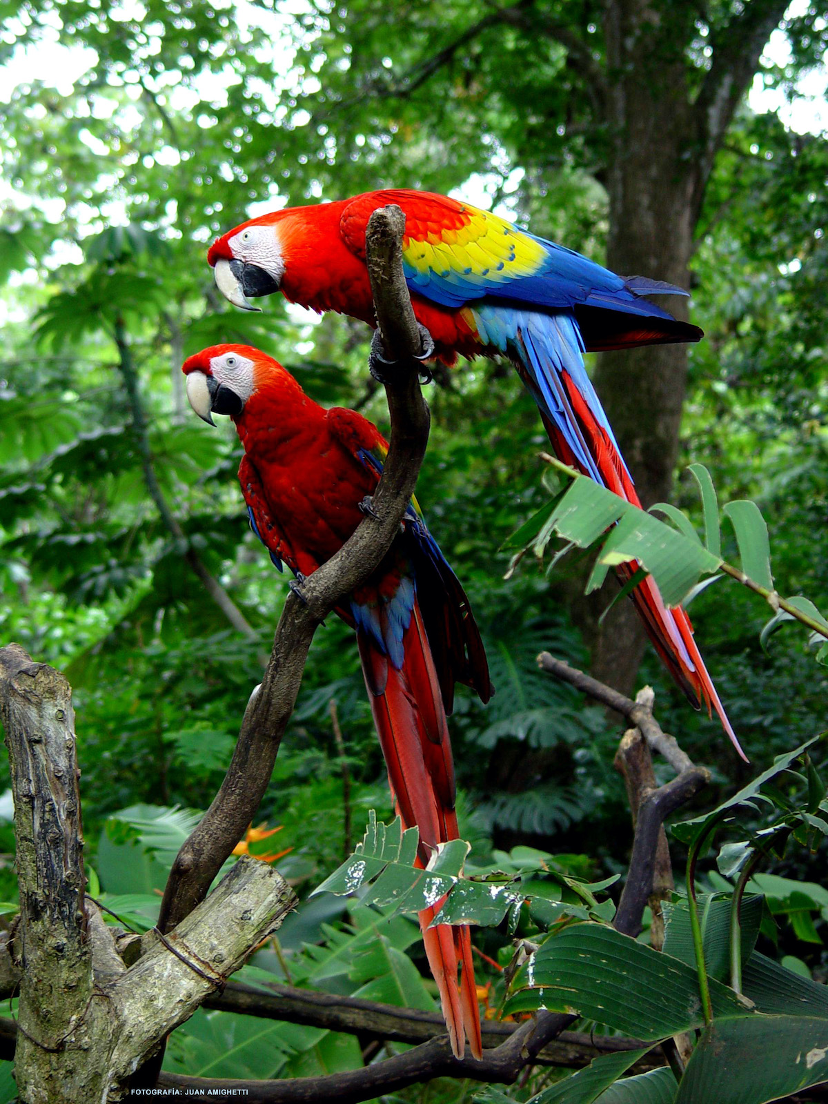 7 pájaros únicos para buscar en Costa Rica - 13