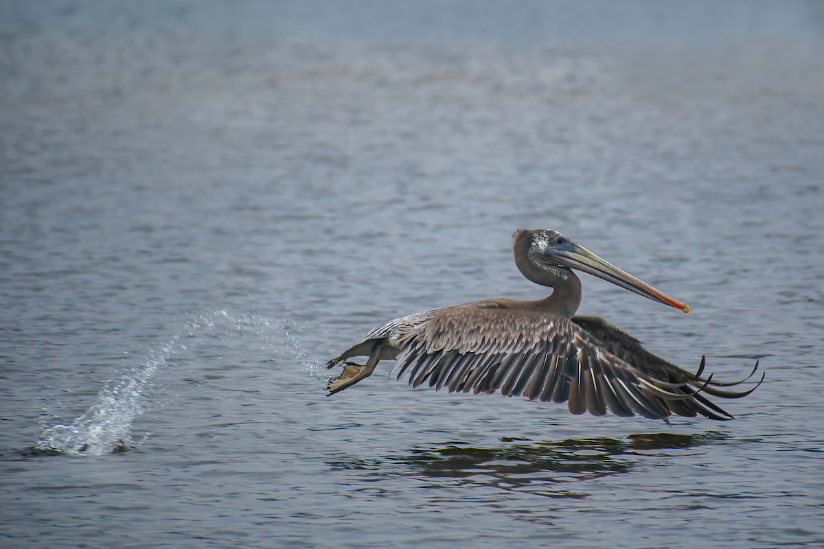 5 mejores lugares para observación de aves cerca de la bahía de Monterey - 3