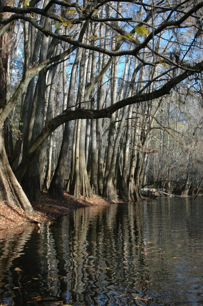 26 mejores parques estatales y nacionales en Carolina del Sur - 9
